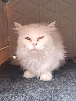 Sunshine (geb. Jan.2011) - Seniorin, EKH - Katze