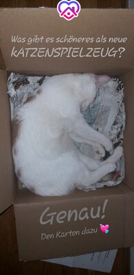 Suri, Europäische Kurzhaarkatze - Katze