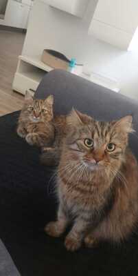 Suri und Xenia, Maine Coone und Hauskatze - Katze