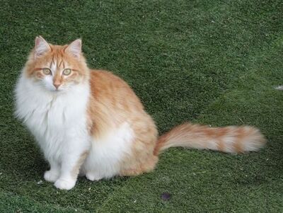 Susi, Europäisch Langhaar - Katze