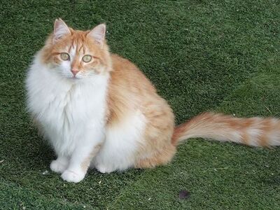Susi, Europäisch Langhaar - Katze