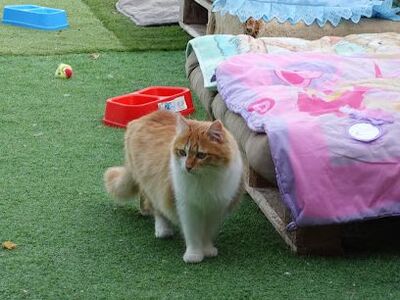 Susi, Europäisch Langhaar - Katze