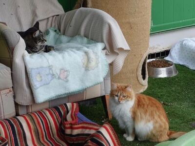 Susi, Europäisch Langhaar - Katze