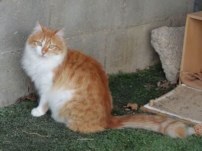 Susi, Europäisch Langhaar - Katze