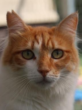 Susi, Europäisch Langhaar - Katze