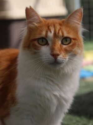 Susi, Europäisch Langhaar - Katze