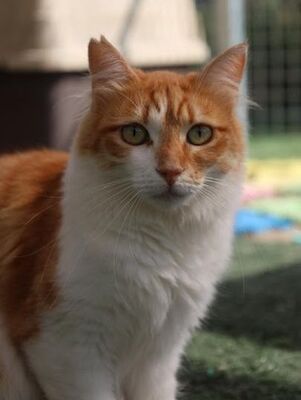 Susi, Europäisch Langhaar - Katze