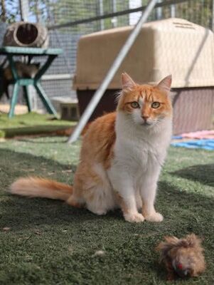 Susi, Europäisch Langhaar - Katze