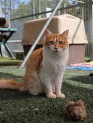 Susi, Europäisch Langhaar - Katze