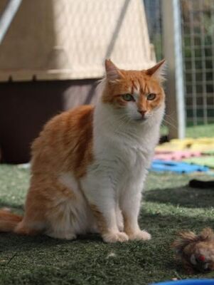 Susi, Europäisch Langhaar - Katze