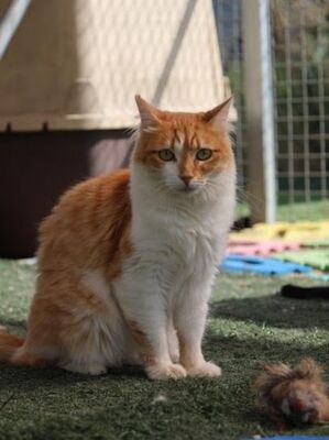 Susi, Europäisch Langhaar - Katze