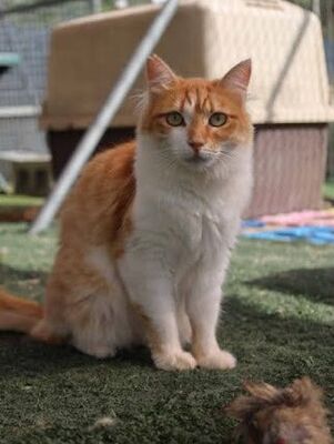 Susi, Europäisch Langhaar - Katze