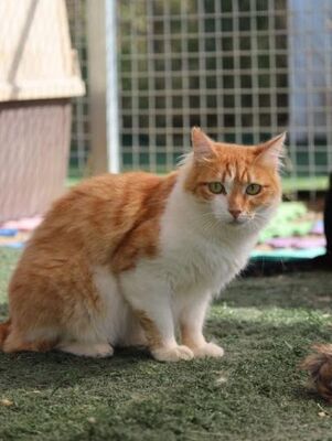 Susi, Europäisch Langhaar - Katze