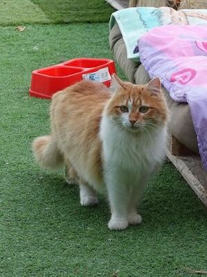Susi geb. Februar 2022, Europäisch Langhaar - Katze