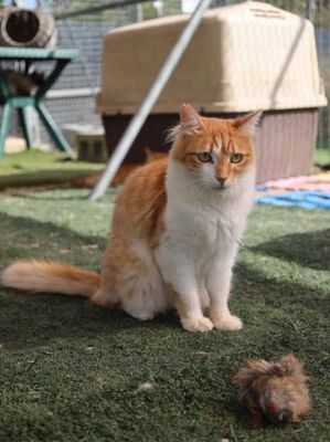 Susi geb. Februar 2022, Europäisch Langhaar - Katze