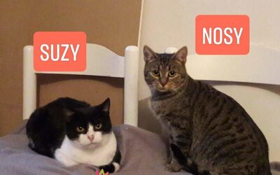 Susi und Nosy, Mischlingskatze - Katze