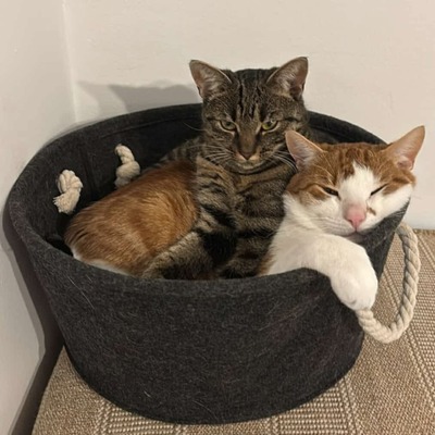 Suske und Wiske, Sie waren Fundtiere von einem Tierheim - Katze