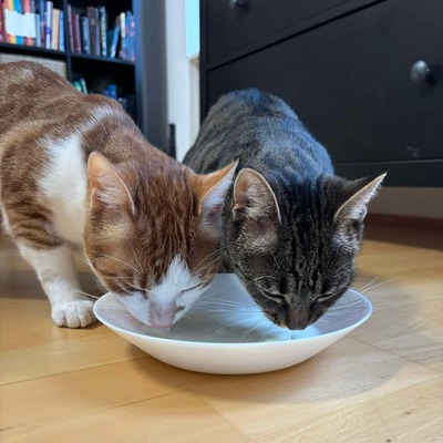 Suske und Wiske, Sie waren Fundtiere von einem Tierheim - Katze
