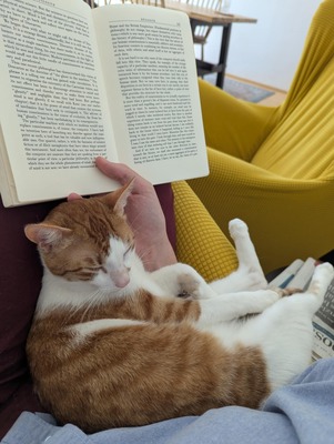 Suske und Wiske, Sie waren Fundtiere von einem Tierheim - Katze