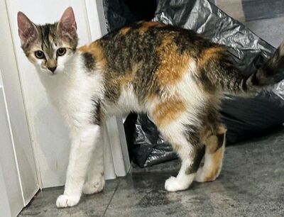 Suzy und Bunny, Hauskatze Jungtier - Katze