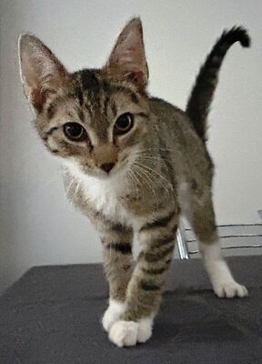 Suzy und Bunny, Hauskatze Jungtier - Katze