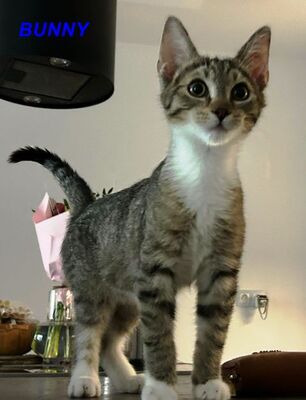 Suzy und Bunny, Hauskatze Jungtier - Katze