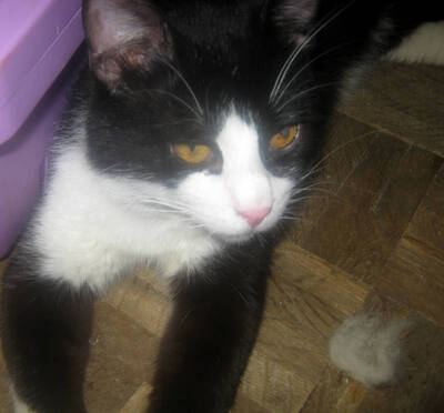 Sylvester möchte mit IHNEN kuscheln
