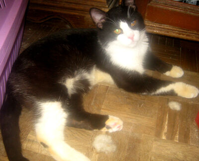 Sylvester möchte mit IHNEN kuscheln, Mischling - Kater