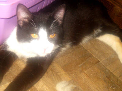 Sylvester möchte mit IHNEN kuscheln, Mischling - Kater