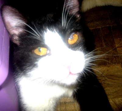 Sylvester möchte mit IHNEN kuscheln, Mischling - Kater