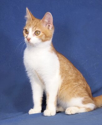 TAMMY - R E S E R V I E R T !!!!! sehr freundlich und anhänglich, lebhaft, verspielt, verschmust, hundeverträglich, Mischling Jungtier - Katze