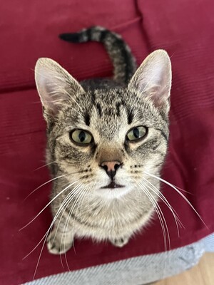 TEENIE - die verkörperte Liebe einer Katze zu Menschen, Gewöhnliche Katze Jungtier - Kater