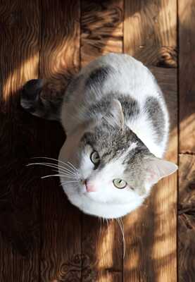 TICTAC, Gewöhnliche Katze - Kater