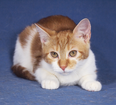 TIGER - R E S E R V I E R T !!!!! ausnehmend freundlich und lebensfroh, lebhaft, verspielt, neugierig, hundeverträglich, Mischling Jungtier - Kater