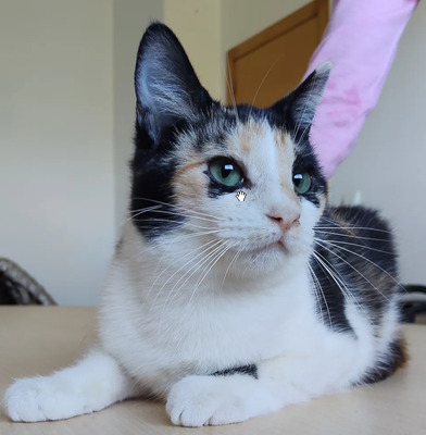 TIK - gesellig, etwas schüchtern, fügsam, verspielt, sehr sozial und friedliebend, neugierig, menschenbezogen, EKH - Katze