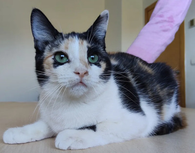 TIK - gesellig, etwas schüchtern, fügsam, verspielt, sehr sozial und friedliebend, neugierig, menschenbezogen, EKH - Katze