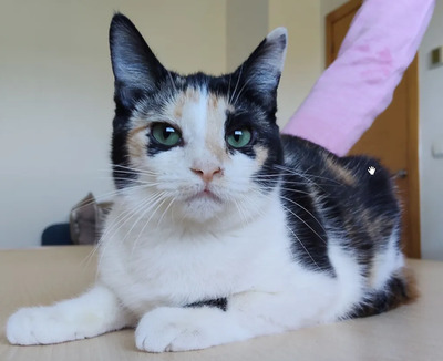 TIK - gesellig, etwas schüchtern, fügsam, verspielt, sehr sozial und friedliebend, neugierig, menschenbezogen, EKH - Katze