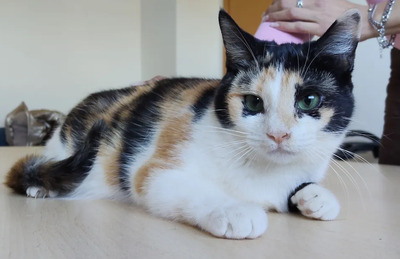 TIK - gesellig, etwas schüchtern, fügsam, verspielt, sehr sozial und friedliebend, neugierig, menschenbezogen, EKH - Katze