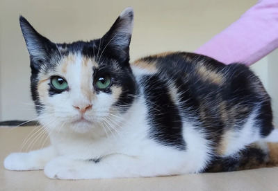 TIK - gesellig, etwas schüchtern, fügsam, verspielt, sehr sozial und friedliebend, neugierig, menschenbezogen, EKH - Katze