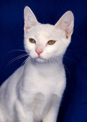 TINA - sehr lieb und anhänglich, verspielt, interessiert, hundeverträglich, Mischling Jungtier - Katze