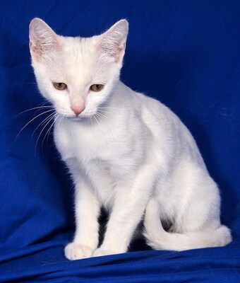 TINA - sehr lieb und anhänglich, verspielt, interessiert, hundeverträglich, Mischling Jungtier - Katze