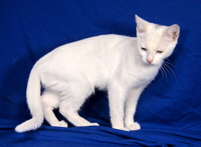 TINA - sehr lieb und anhänglich, verspielt, interessiert, hundeverträglich, Mischling Jungtier - Katze