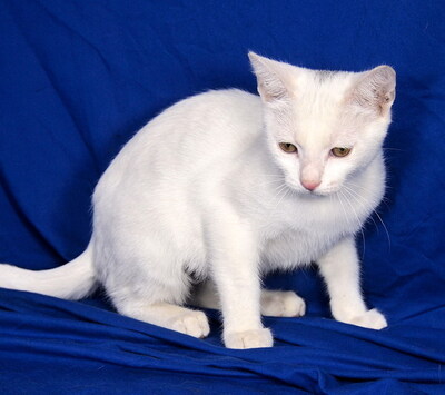 TINA - sehr lieb und anhänglich, verspielt, interessiert, hundeverträglich, Mischling Jungtier - Katze