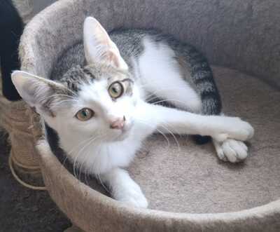 TOKYO, Bruder von Rio, Gewöhnliche Katze - Kater