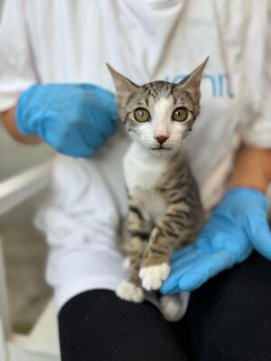 TOM, Mischling Jungtier - Kater