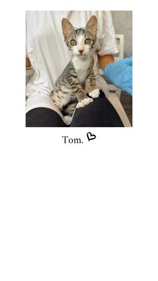 TOM, Mischling Jungtier - Kater