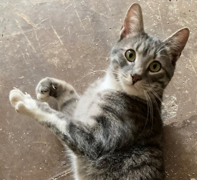 TRUDY & TREK - NOTFALL, TRUDY & TREK - NOTFALL - Kater