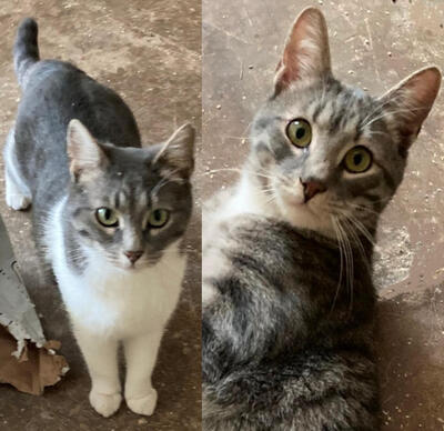 TRUDY & TREK - NOTFALL, TRUDY & TREK - NOTFALL - Kater