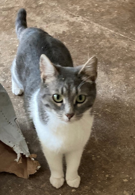 TRUDY & TREK - NOTFALL, TRUDY & TREK - NOTFALL - Kater