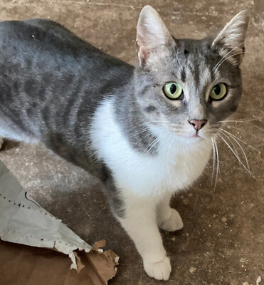 TRUDY & TREK - NOTFALL, TRUDY & TREK - NOTFALL - Kater